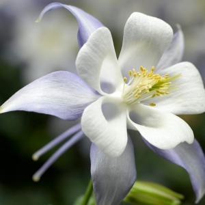 Kirigami Light Blue & White Columbine